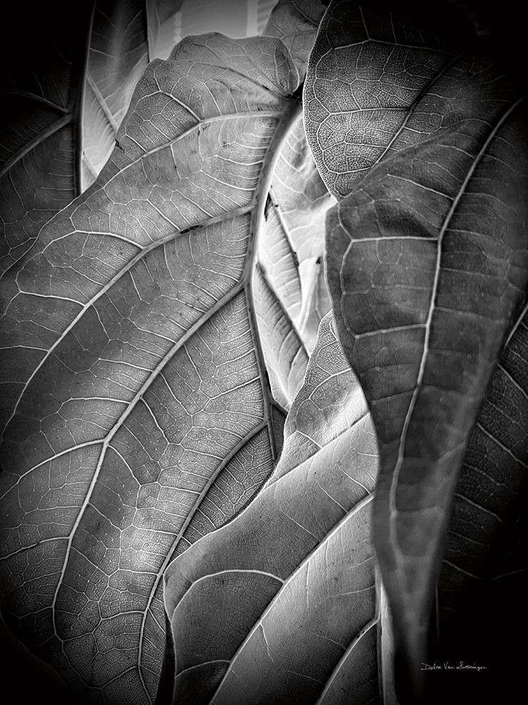 Sunlit Leaf I art print by Debra Van Swearingen for $57.95 CAD