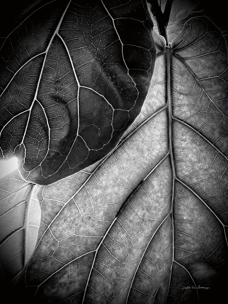 Sunlit Leaf II art print by Debra Van Swearingen for $57.95 CAD