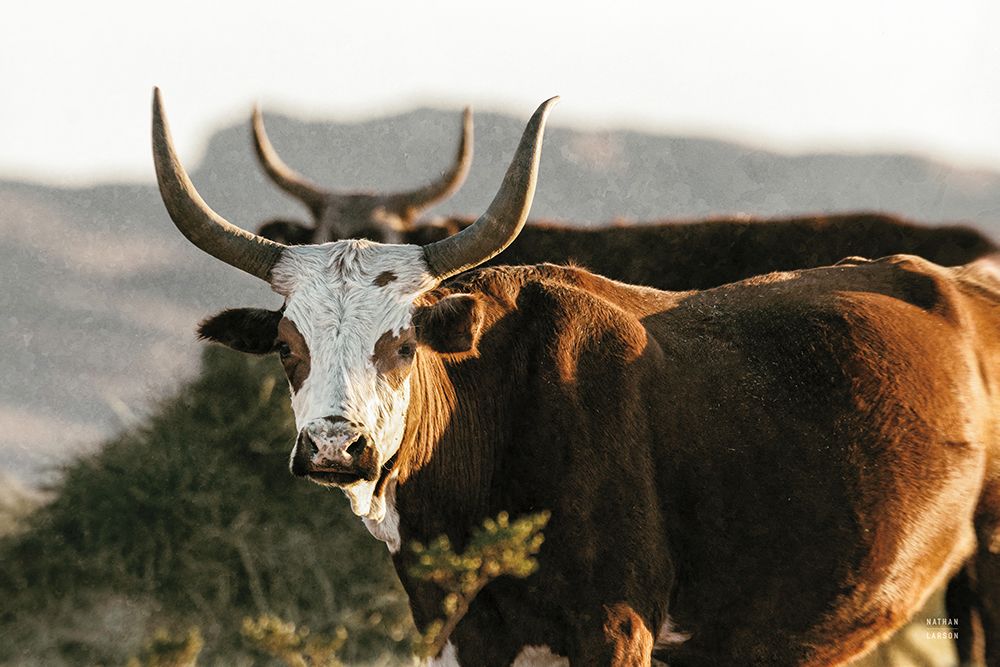 Double Horns art print by Nathan Larson for $57.95 CAD