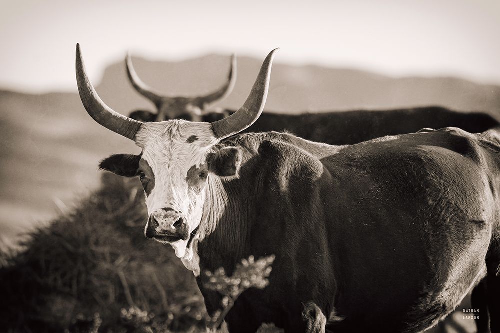 Double Horns Sepia art print by Nathan Larson for $57.95 CAD
