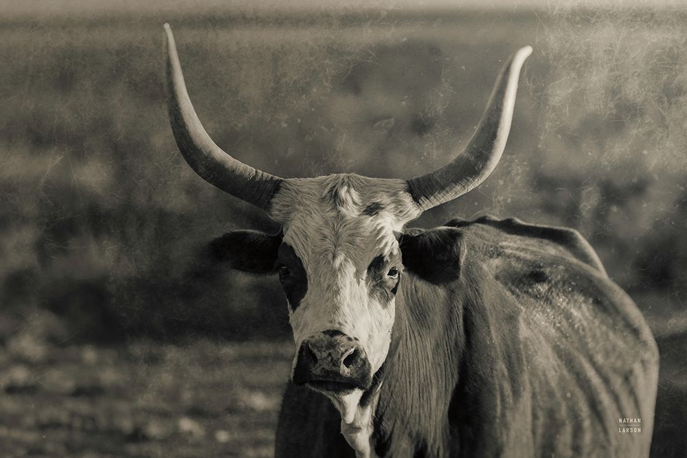 Sunset Cattle Portrait art print by Nathan Larson for $57.95 CAD