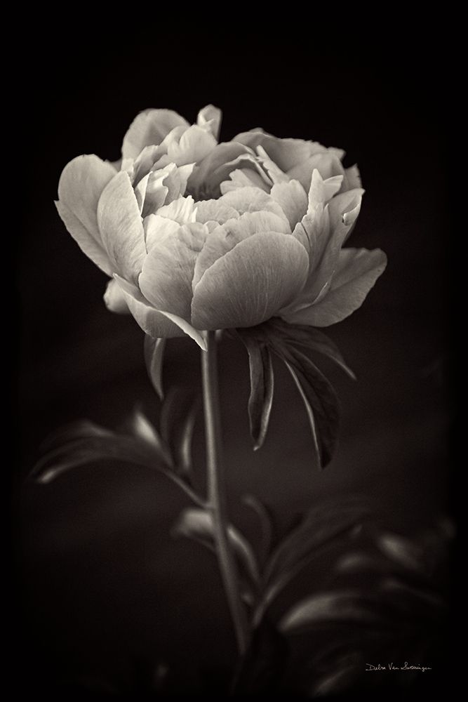 Peony Dream I art print by Debra Van Swearingen for $57.95 CAD