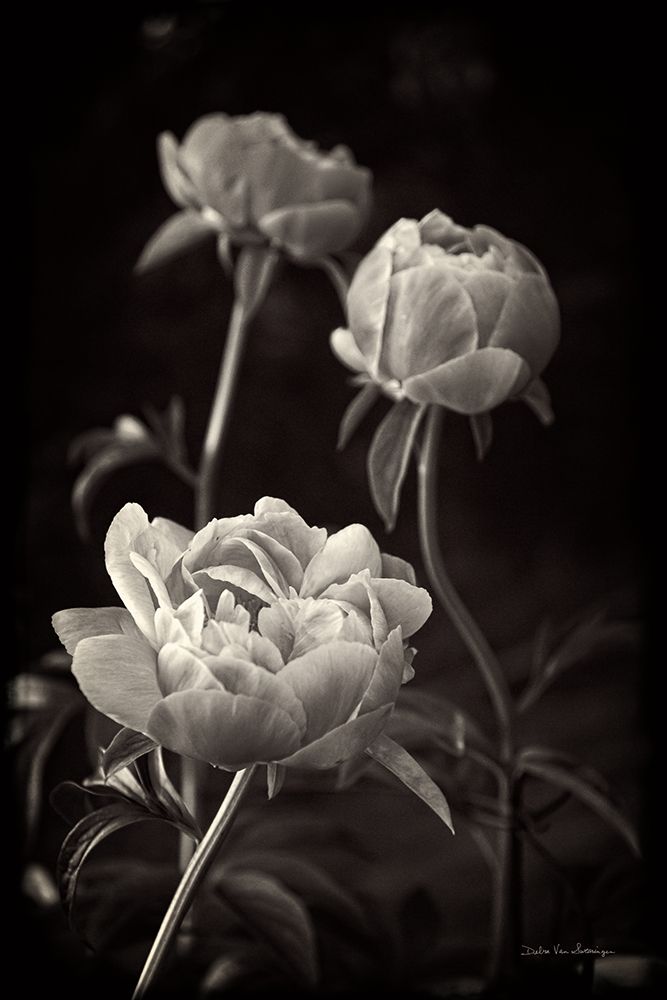 Peony Dream II art print by Debra Van Swearingen for $57.95 CAD