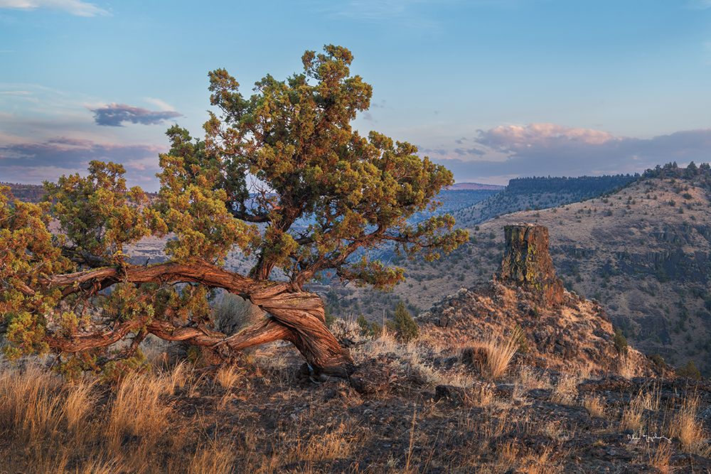 Western Juniper art print by Alan Majchrowicz for $57.95 CAD