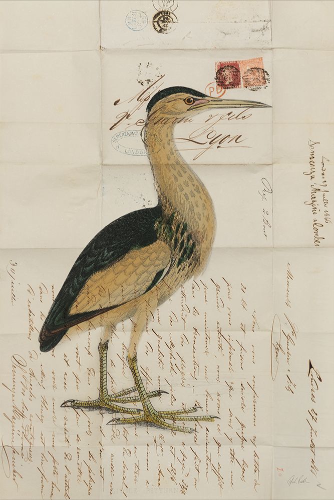 Little Bittern art print by Deborah Revell for $57.95 CAD