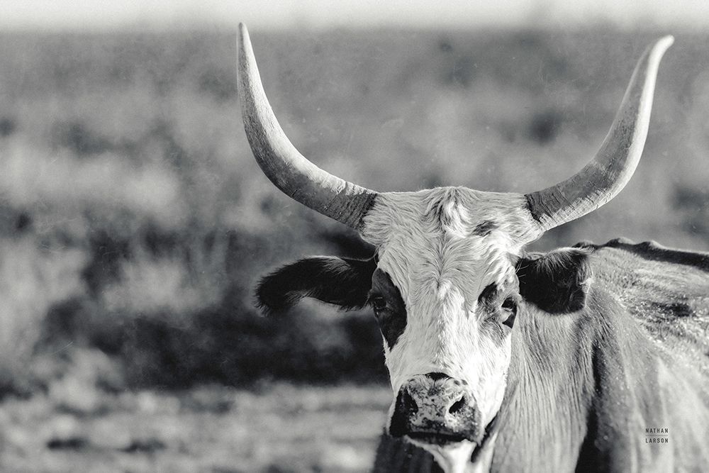High Desert Herd BW art print by Nathan Larson for $57.95 CAD