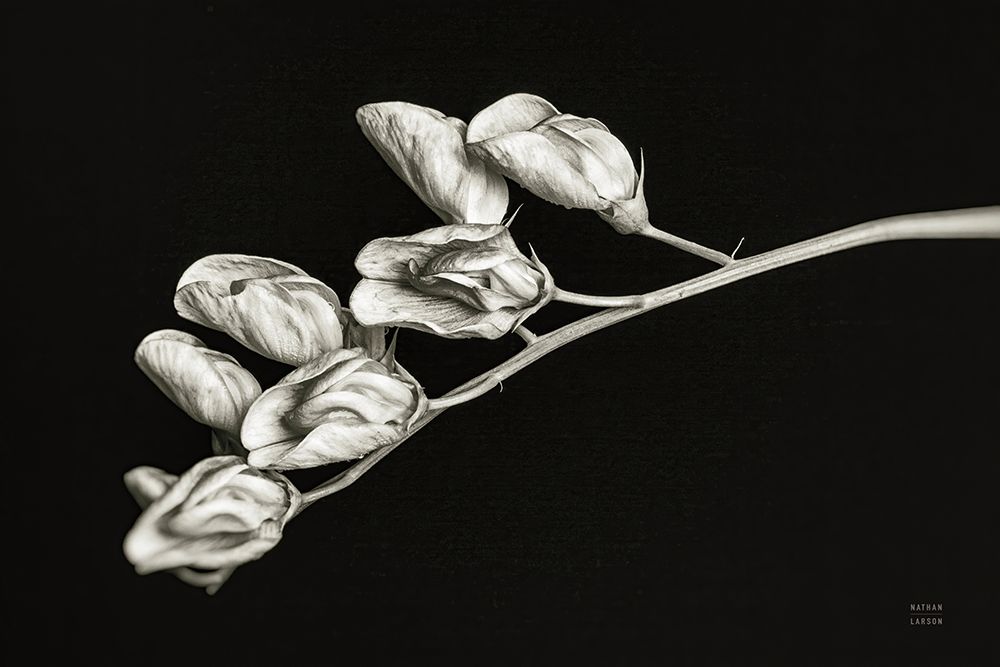 Invasive Beauty Redux BW I art print by Nathan Larson for $57.95 CAD