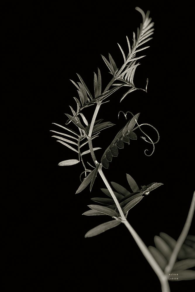 Invasive Beauty Redux BW II art print by Nathan Larson for $57.95 CAD