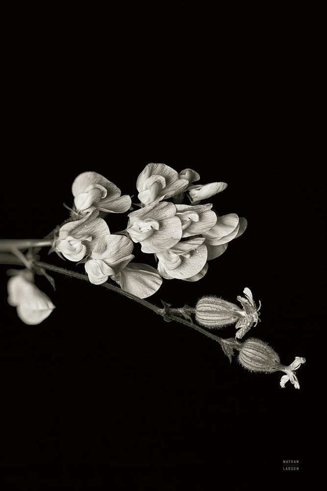 Invasive Beauty Redux BW III art print by Nathan Larson for $57.95 CAD