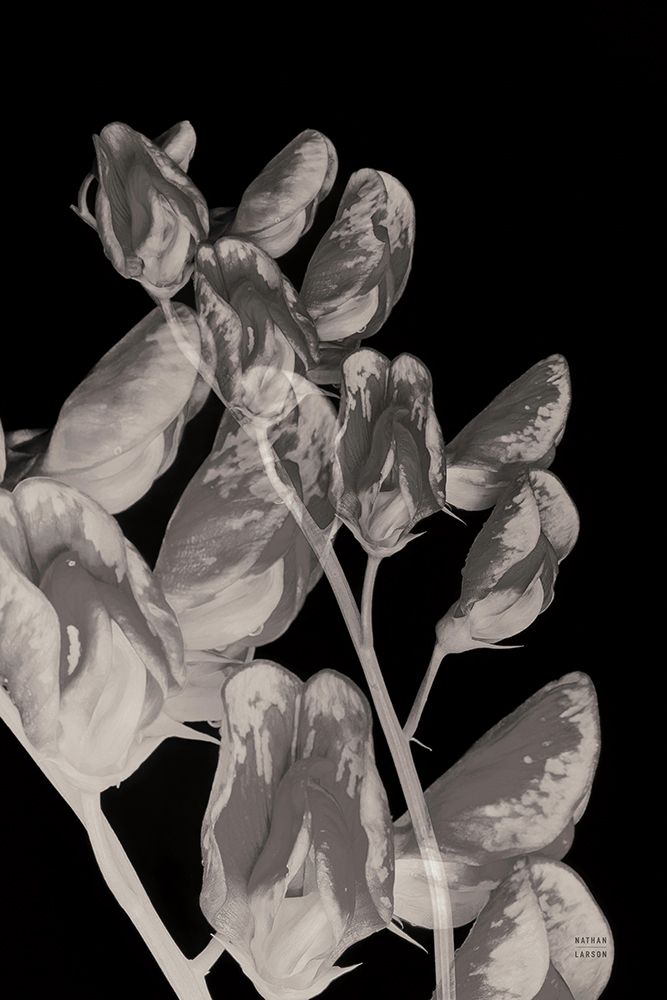 Flower Dreams BW I art print by Nathan Larson for $57.95 CAD