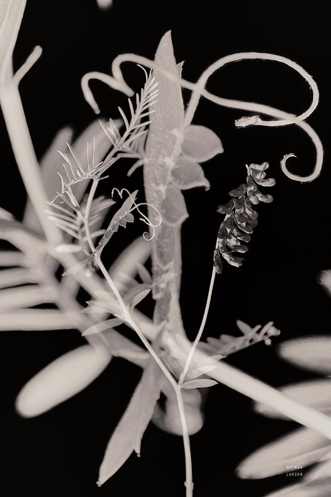 Flower Dreams BW II art print by Nathan Larson for $57.95 CAD