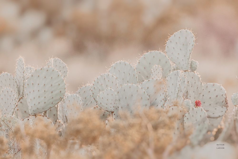 Cactus Sunset art print by Nathan Larson for $57.95 CAD