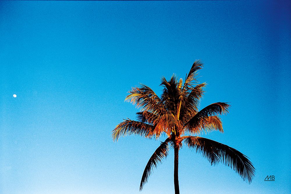 Evening Palm art print by Max Blakesberg Studios for $57.95 CAD