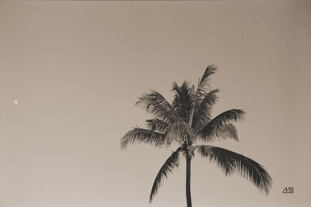 Evening Palm Sepia art print by Max Blakesberg Studios for $57.95 CAD