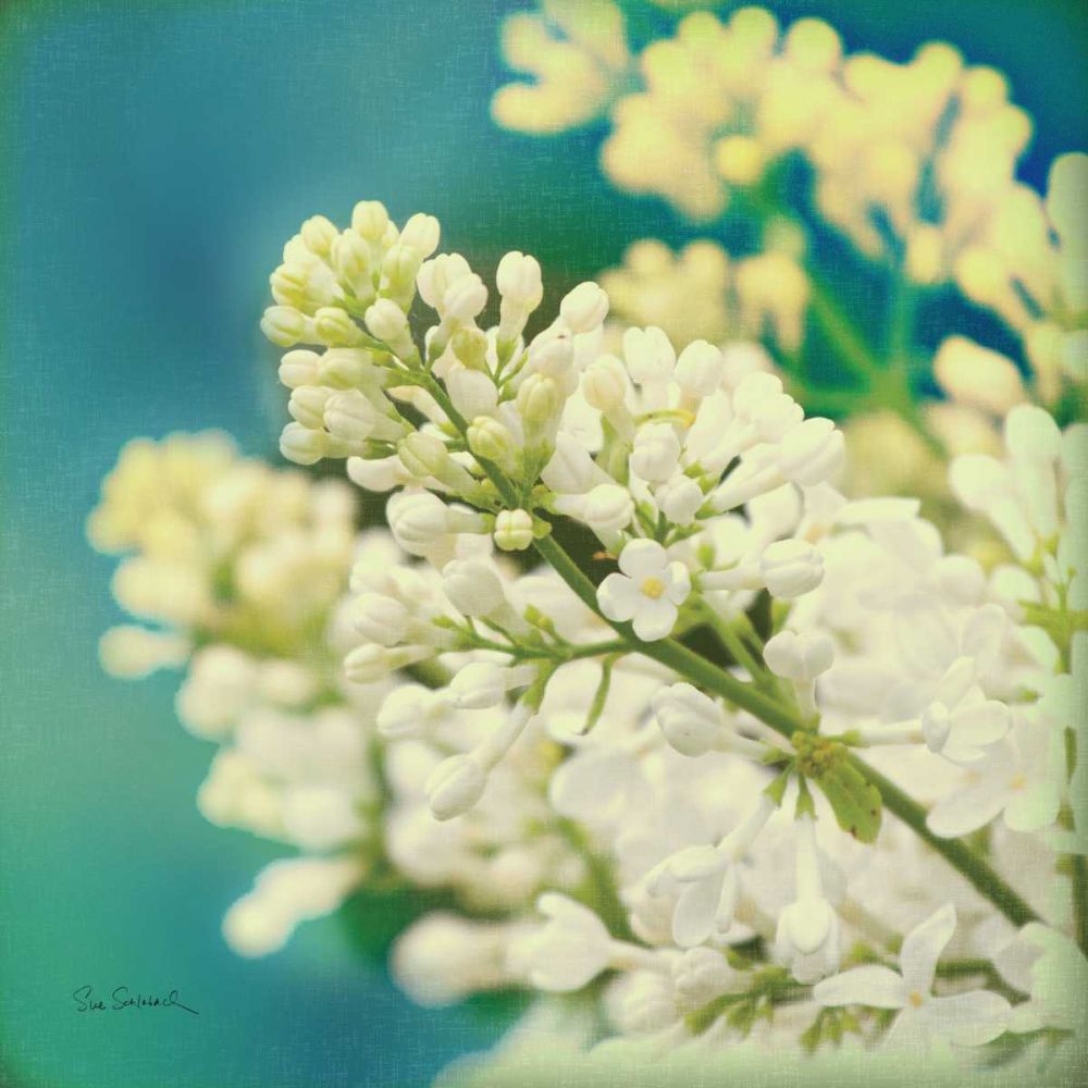 Natures Lilac Blossom art print by Sue Schlabach for $57.95 CAD