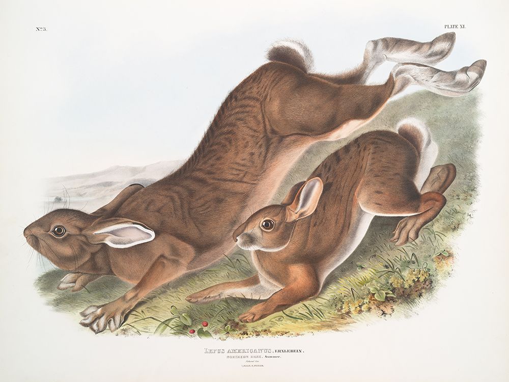 Summer Hares art print by Wild Apple Portfolio for $57.95 CAD