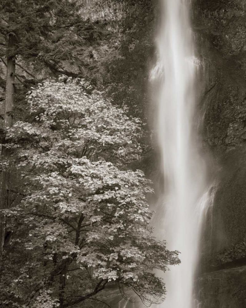 Multnomah Falls art print by Lisa Audit for $57.95 CAD