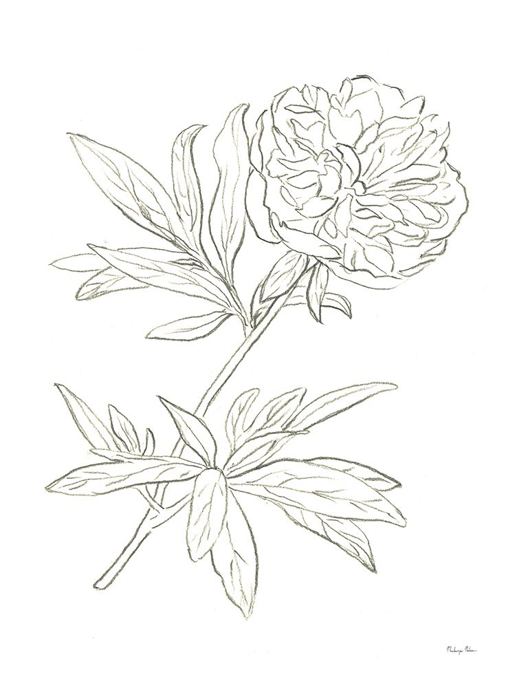 Peony Study art print by Mackenzie Nelson for $57.95 CAD