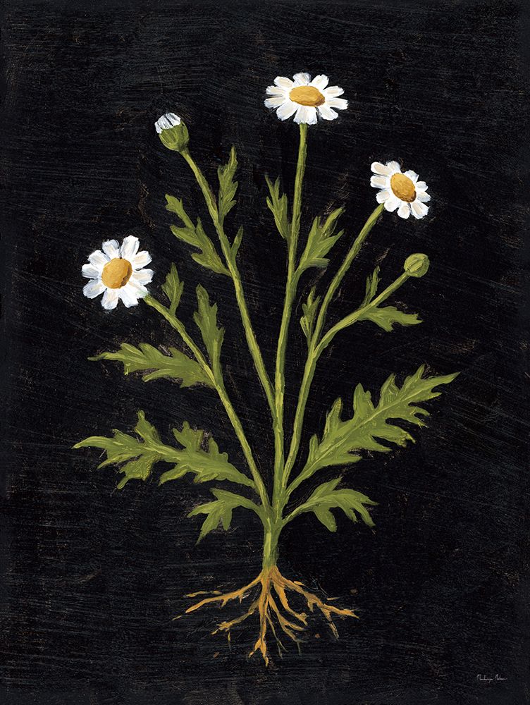 Vintage Chamomile art print by Mackenzie Nelson for $57.95 CAD