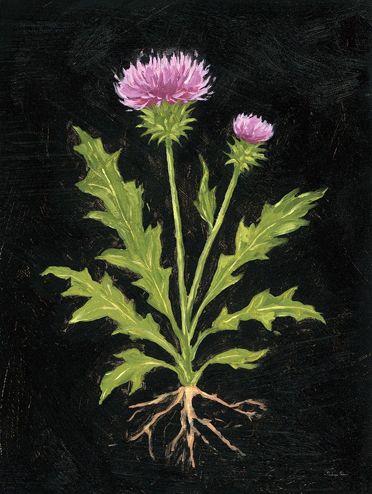 Vintage Thistle art print by Mackenzie Nelson for $57.95 CAD