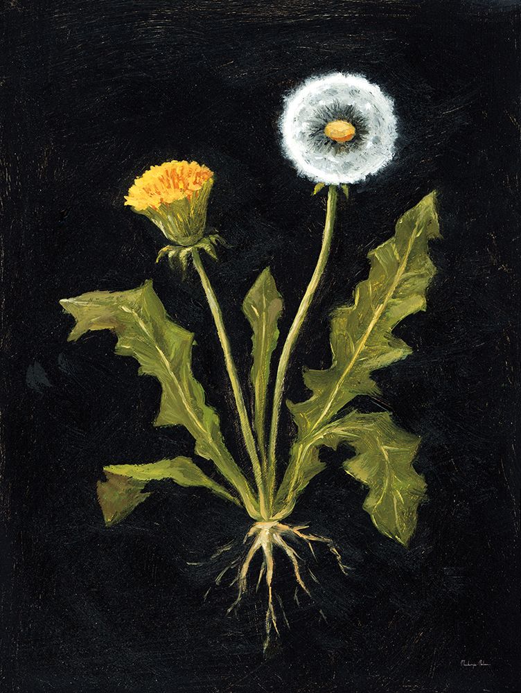 Vintage Dandelion art print by Mackenzie Nelson for $57.95 CAD