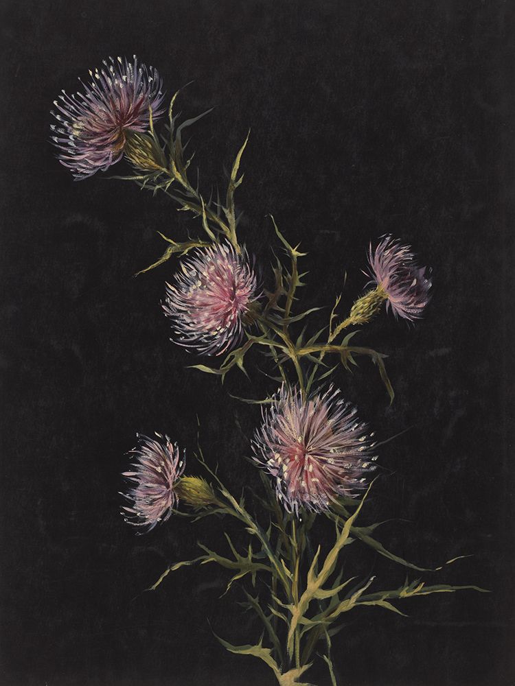 Study of Thistles art print by Wild Apple Portfolio for $57.95 CAD