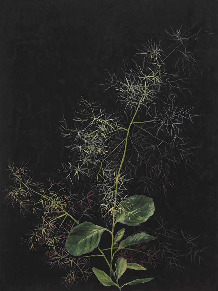 Study of Tufted Hairgrass art print by Wild Apple Portfolio for $57.95 CAD