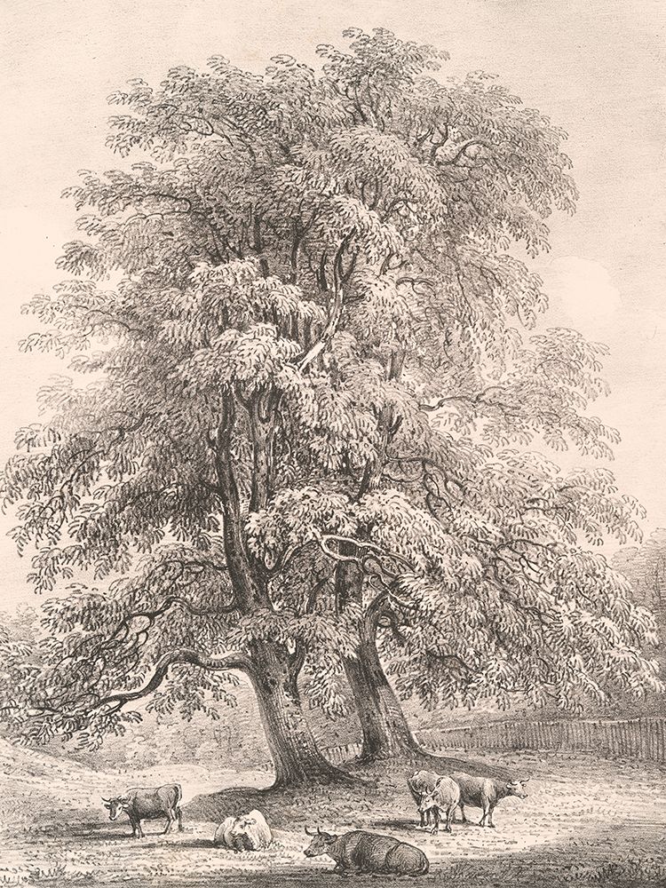 Ash Trees at Bolton Abbey art print by Wild Apple Portfolio for $57.95 CAD