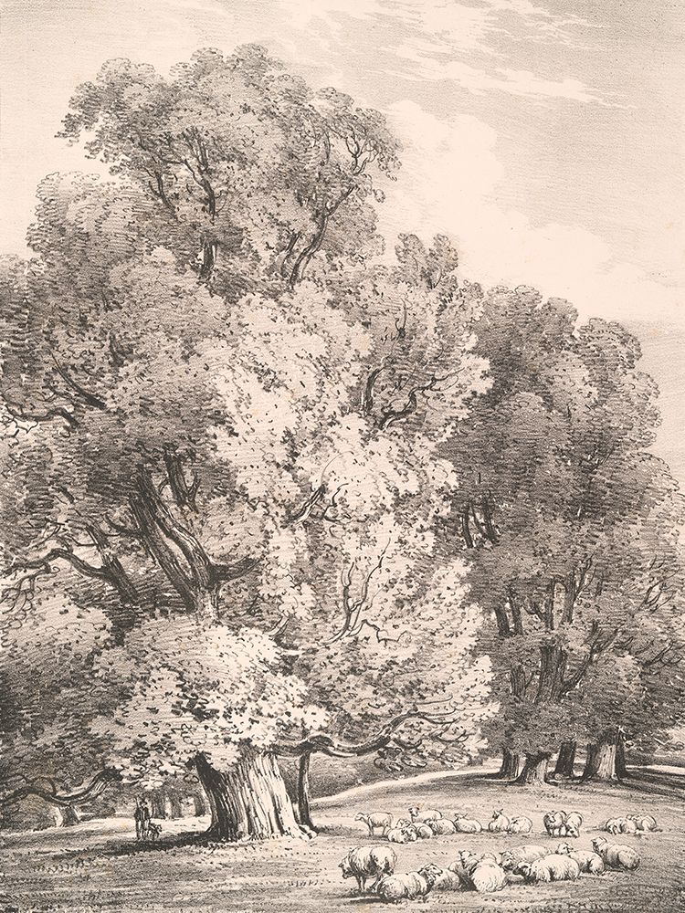 Elm Trees in Holme Park art print by Wild Apple Portfolio for $57.95 CAD