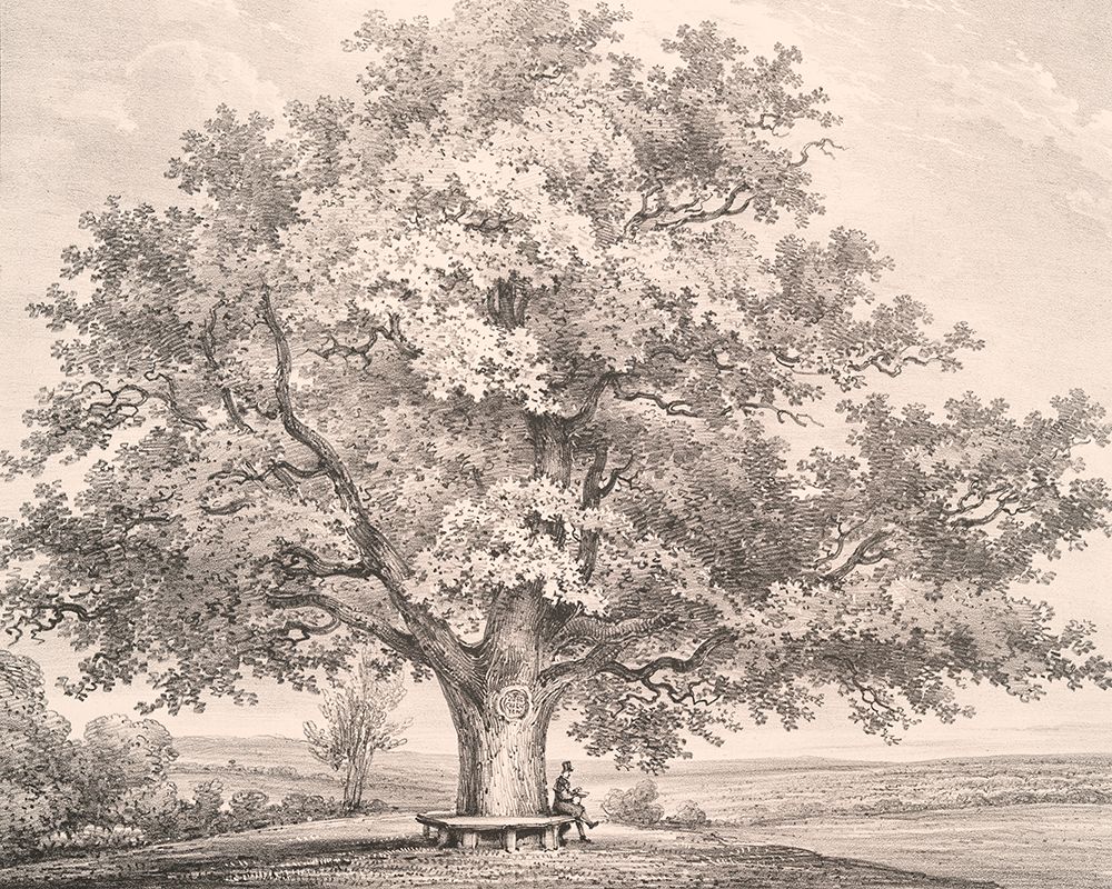 Queen Charlottes Tree Windsor Forest art print by Wild Apple Portfolio for $57.95 CAD
