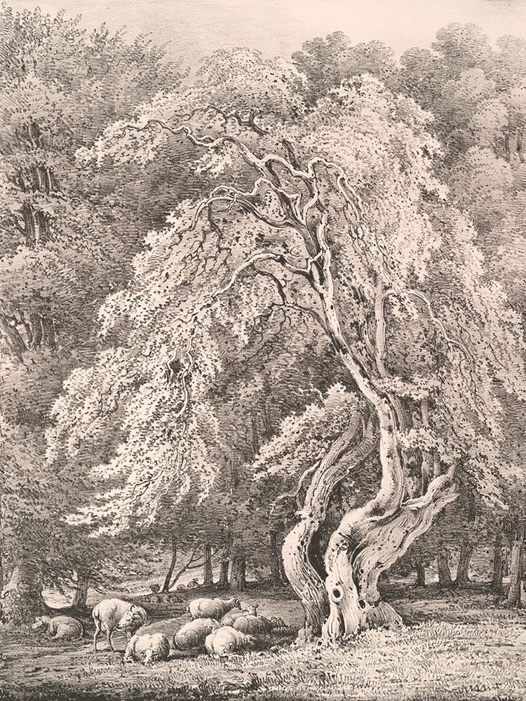 Hazel Nut Tree in Holme Park art print by Wild Apple Portfolio for $57.95 CAD