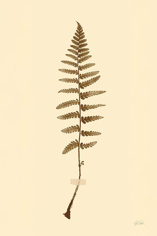 Eastdown Fern I art print by Deborah Revell for $57.95 CAD