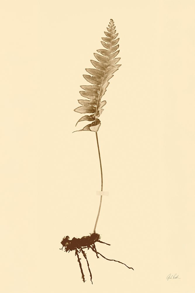 Eastdown Fern II art print by Deborah Revell for $57.95 CAD
