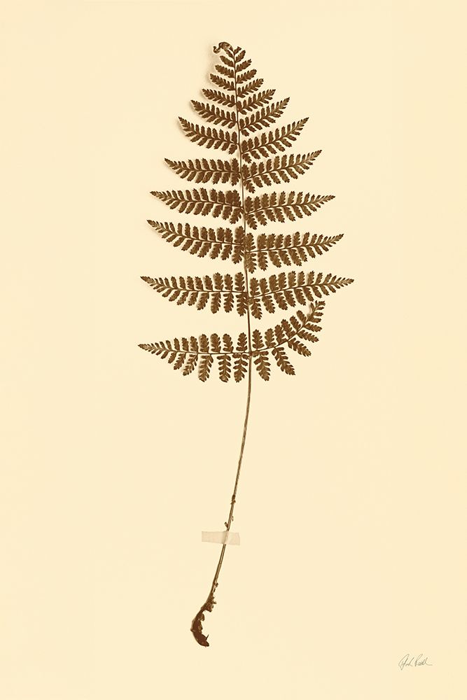 Eastdown Fern III art print by Deborah Revell for $57.95 CAD