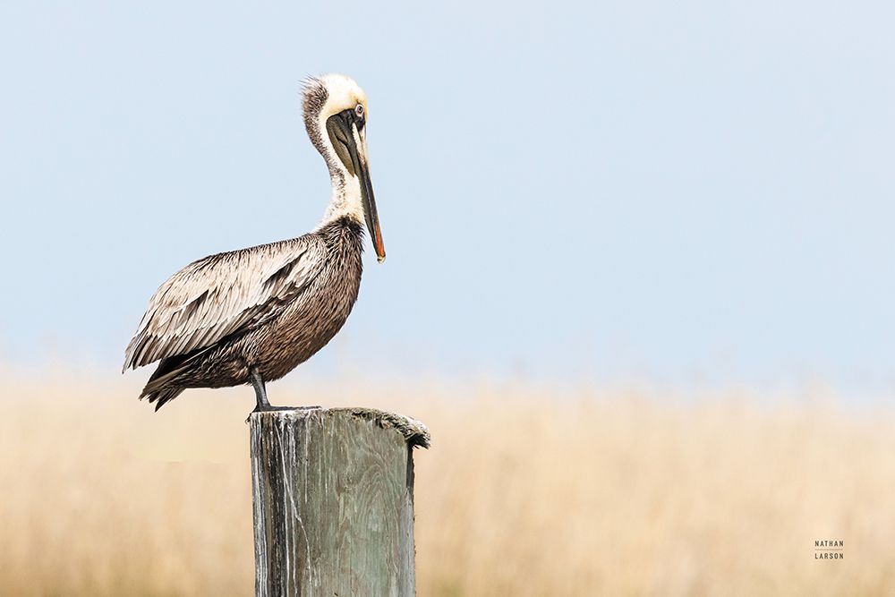 Brown Pelican art print by Nathan Larson for $57.95 CAD