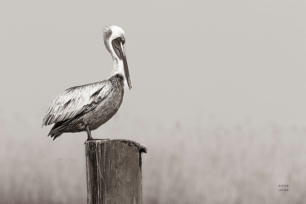 Brown Pelican Sepia art print by Nathan Larson for $57.95 CAD