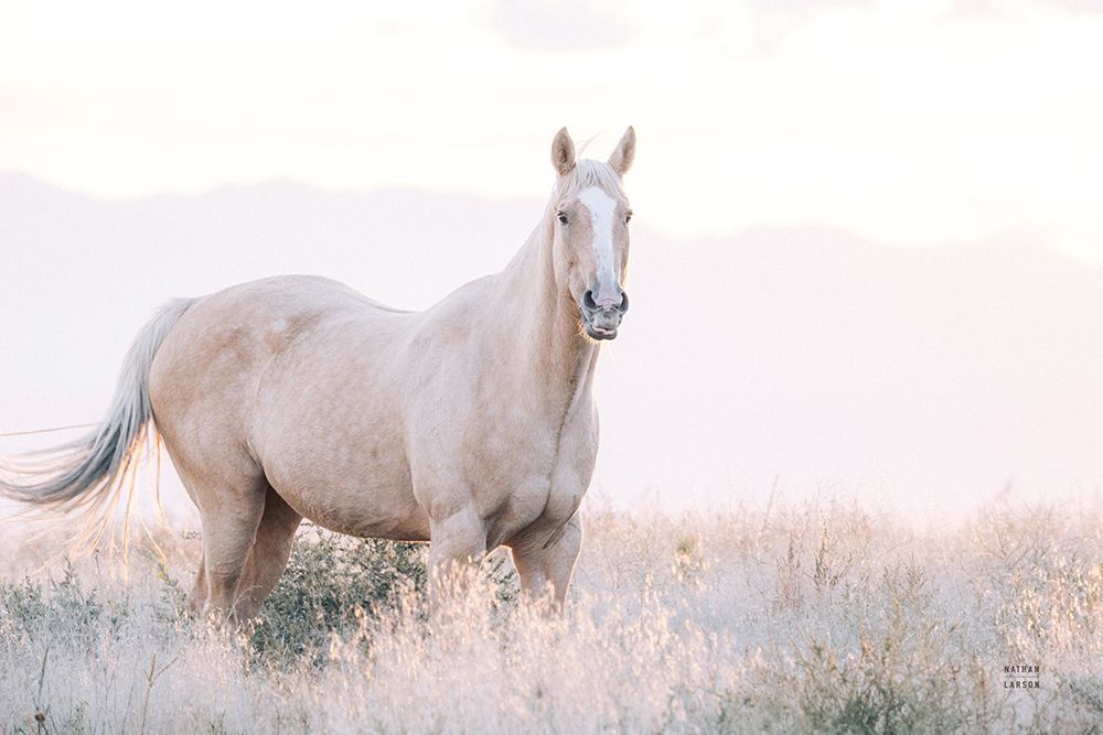 Colorado Open Range art print by Nathan Larson for $57.95 CAD