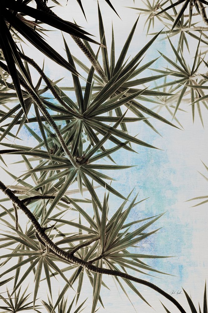Spiral Palm II art print by Deborah Revell for $57.95 CAD