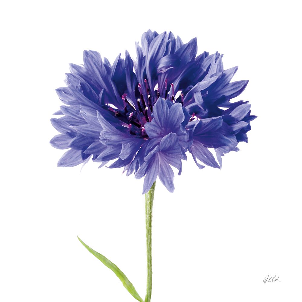 Cornflower art print by Deborah Revell for $57.95 CAD