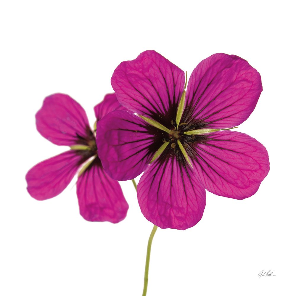 Campion art print by Deborah Revell for $57.95 CAD
