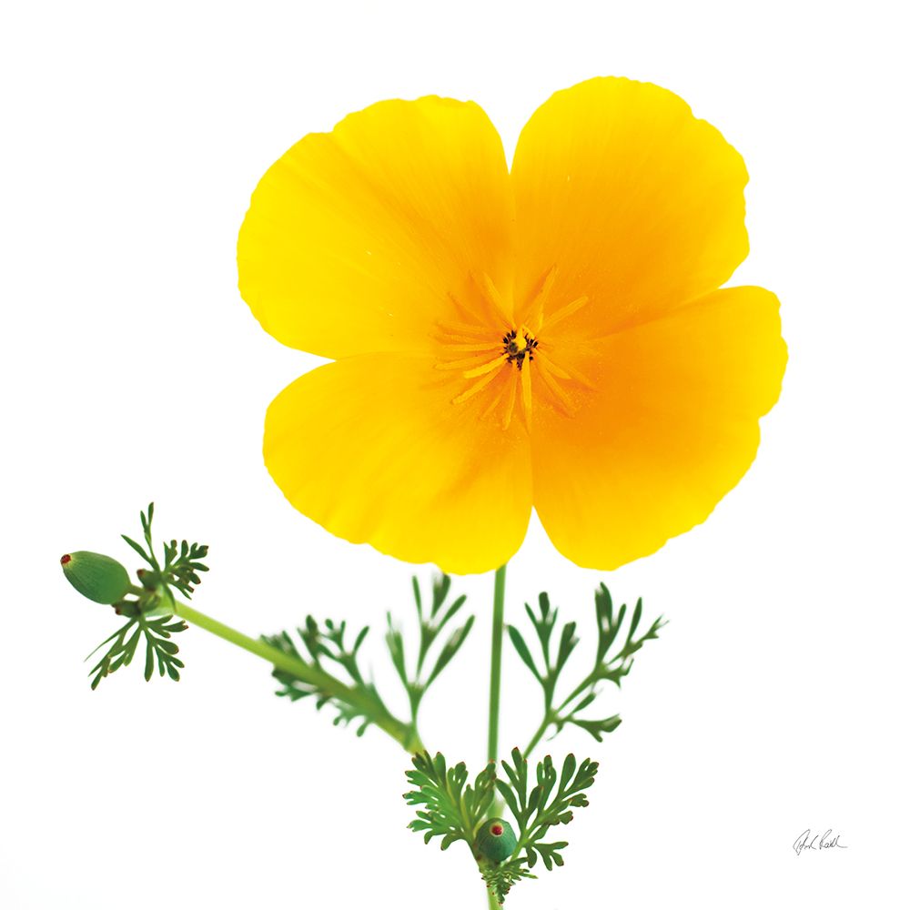 California Poppy art print by Deborah Revell for $57.95 CAD