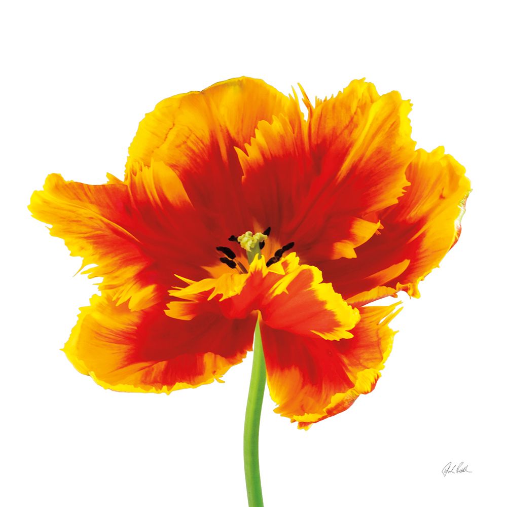 Orange Tulip art print by Deborah Revell for $57.95 CAD