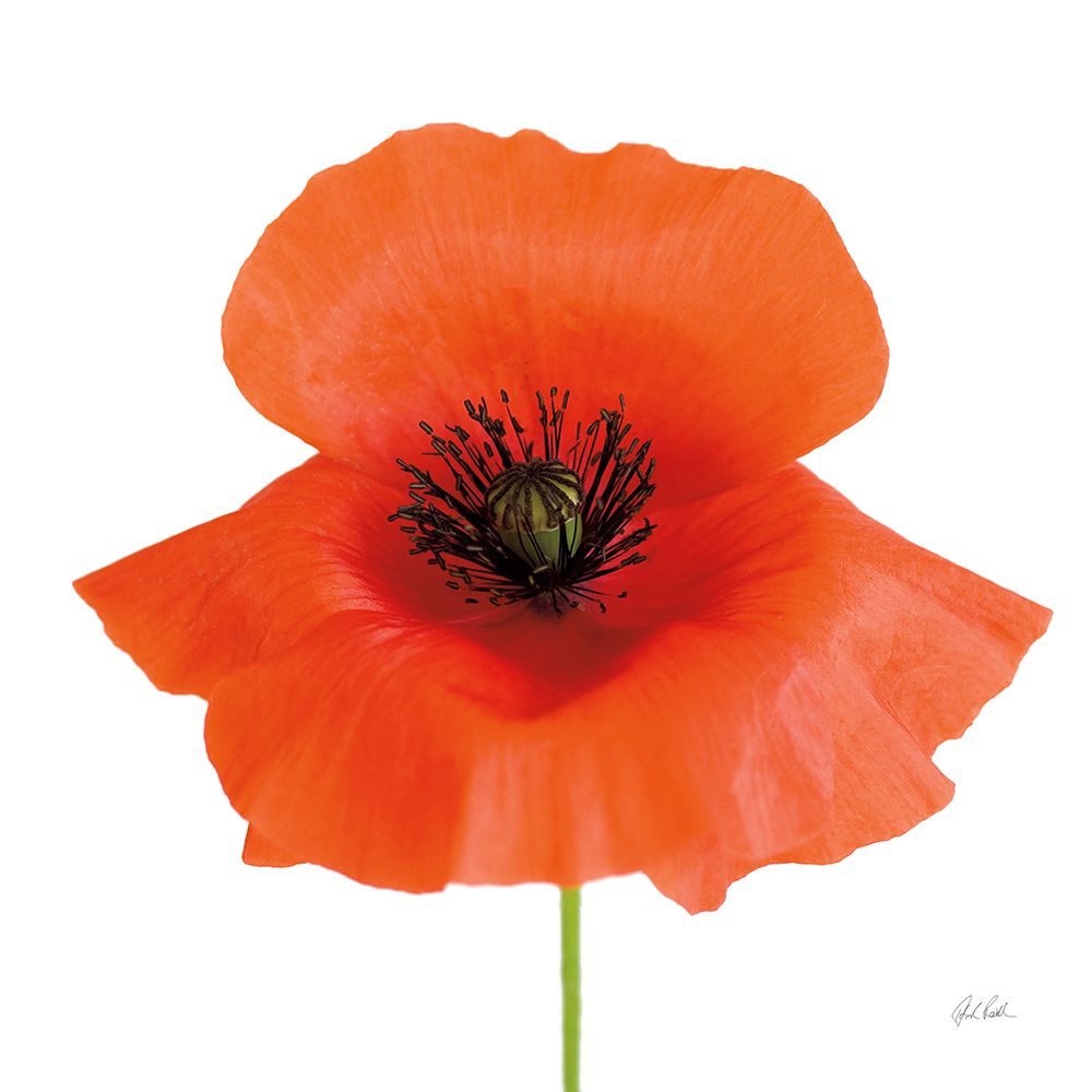 Simple Wild Poppy art print by Deborah Revell for $57.95 CAD