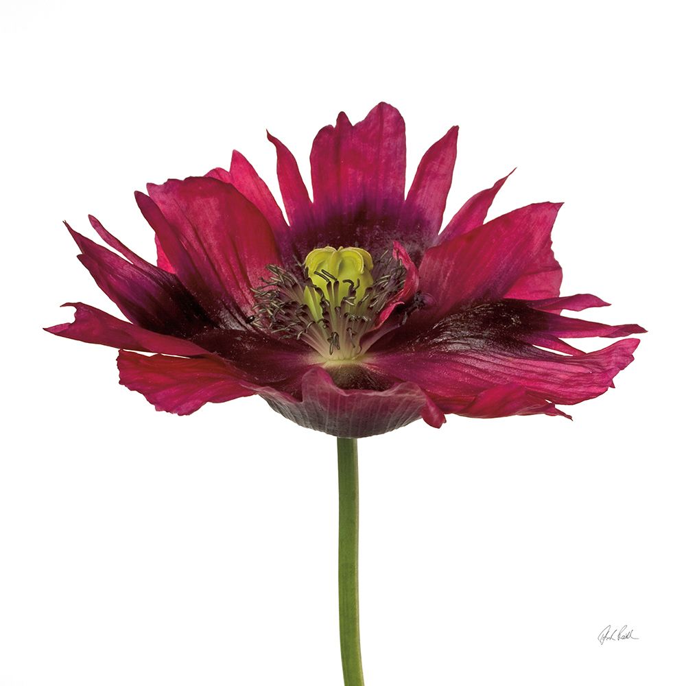 Viridiflora Tulip art print by Deborah Revell for $57.95 CAD