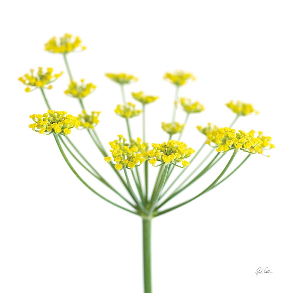 Fennel art print by Deborah Revell for $57.95 CAD