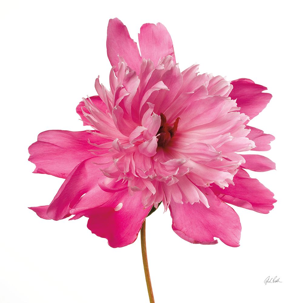 Simple Peony art print by Deborah Revell for $57.95 CAD