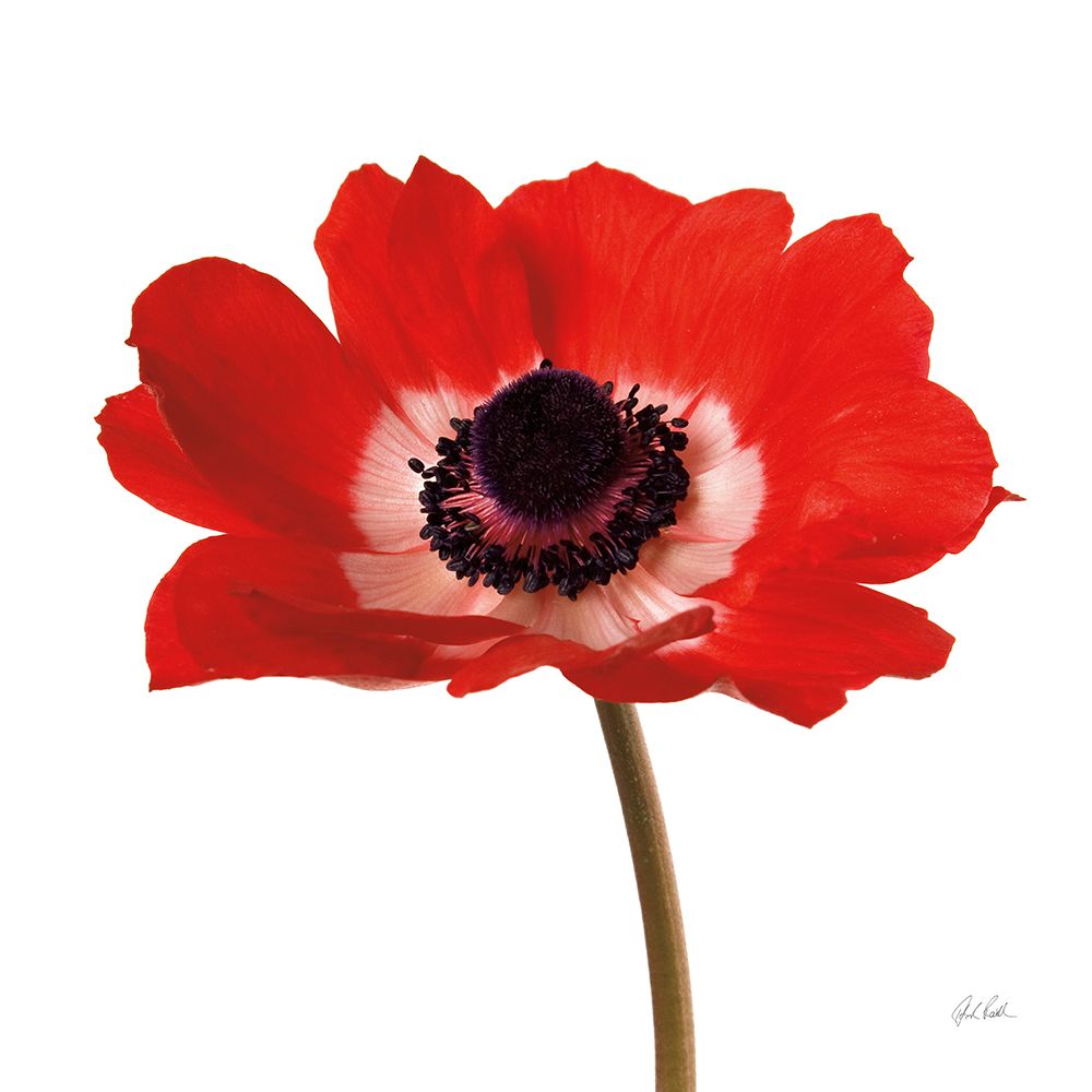 Simple Poppy art print by Deborah Revell for $57.95 CAD