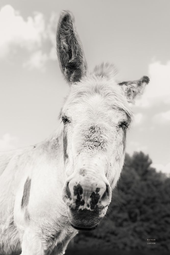 Donkey Face I art print by Nathan Larson for $57.95 CAD