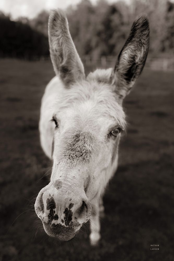 Donkey Face II art print by Nathan Larson for $57.95 CAD