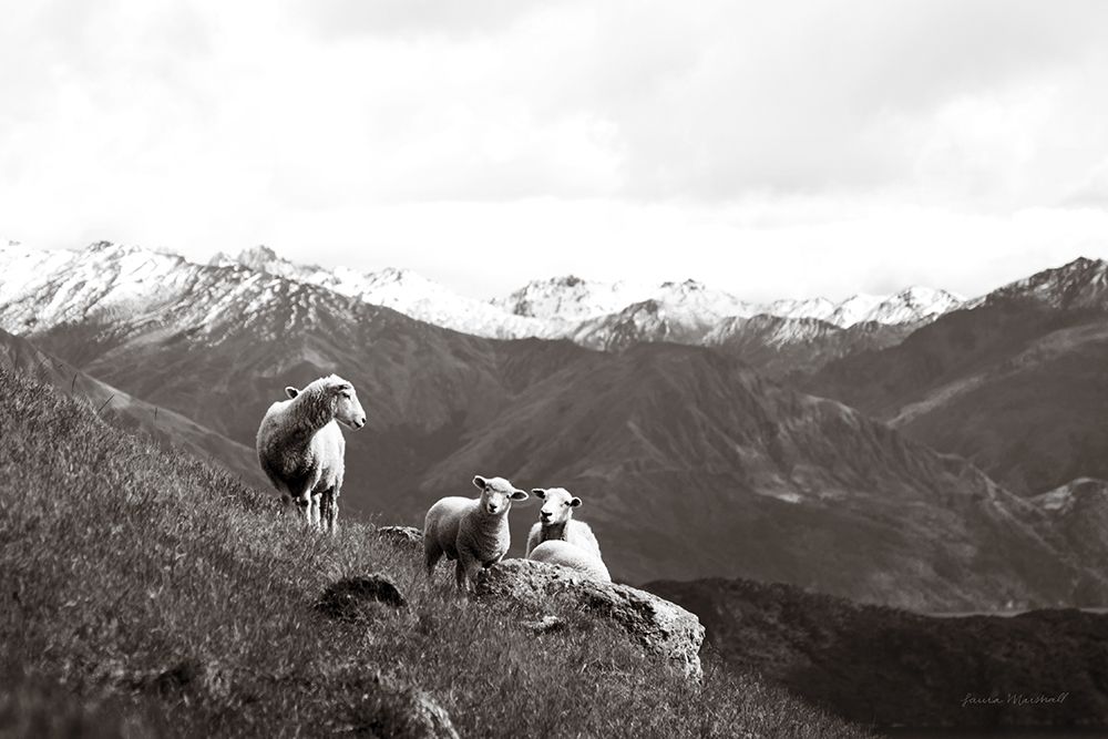 Wanaka Sheep I art print by Laura Marshall for $57.95 CAD